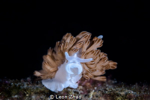 normally this mimic nudi would not up his head, but there... by Leon Zhao 